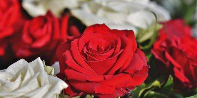 Rose Rose Bloom Flower Bouquet  - Capri23auto / Pixabay