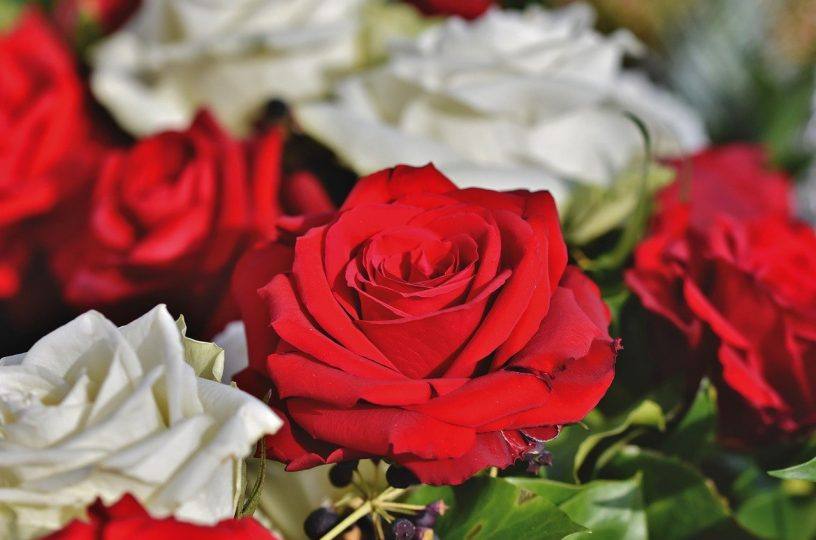 Rosen an Bad Kreuznachs Tag der Tulpe