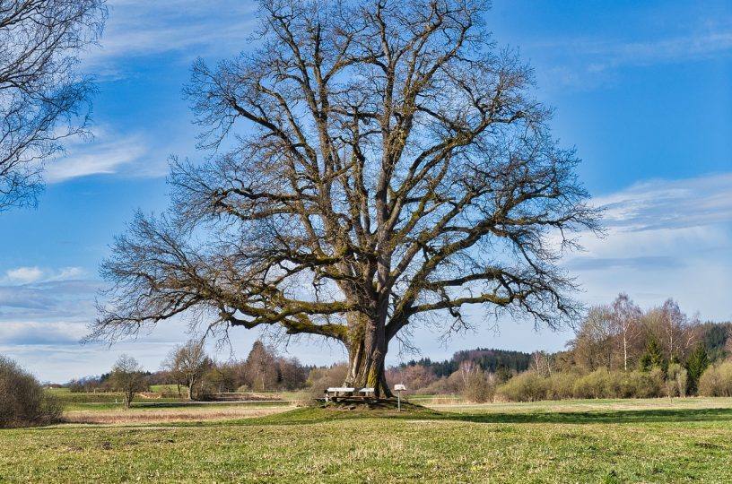 200 Jahre alter Baum wird gefällt