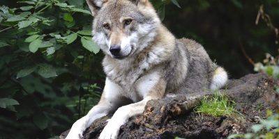 Wolf Canine Forest Predator Wild  - Wildfaces / Pixabay
