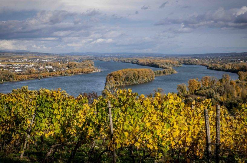 Ausgezeichnete Weine aus Büdesheim