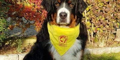 Bad Kreuznach: Hundebesuchsdienst sucht Unterstützung auf vier Pfoten