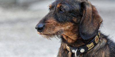 Dachshund Wire Haired Dachshund Dog  - Alexas_Fotos / Pixabay