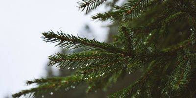 Regional: Weihnachtsbäume werden abgeholt