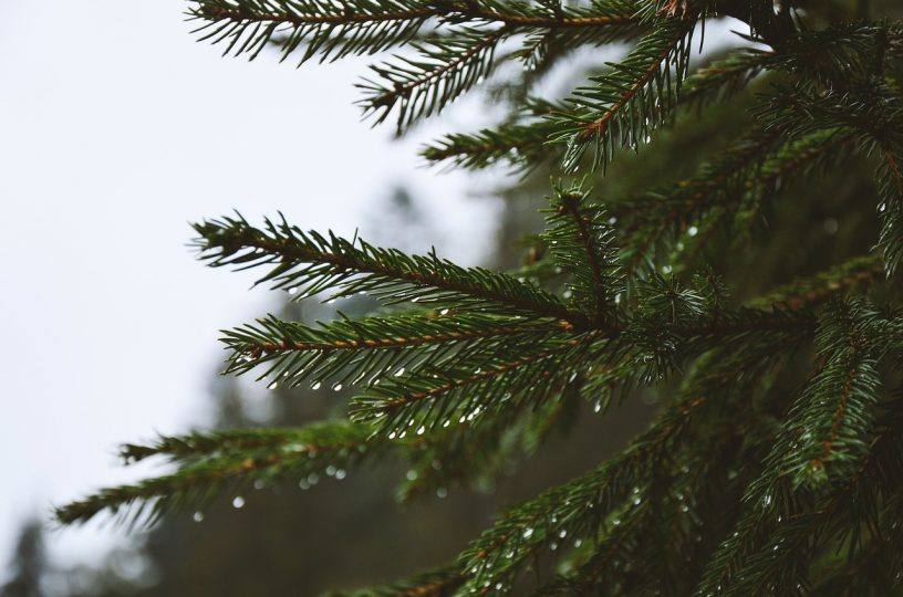 Weihnachtsbäume werden abgeholt