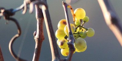 Bad Kreuznach: Ministerin gratuliert Weinbau-Absolventen