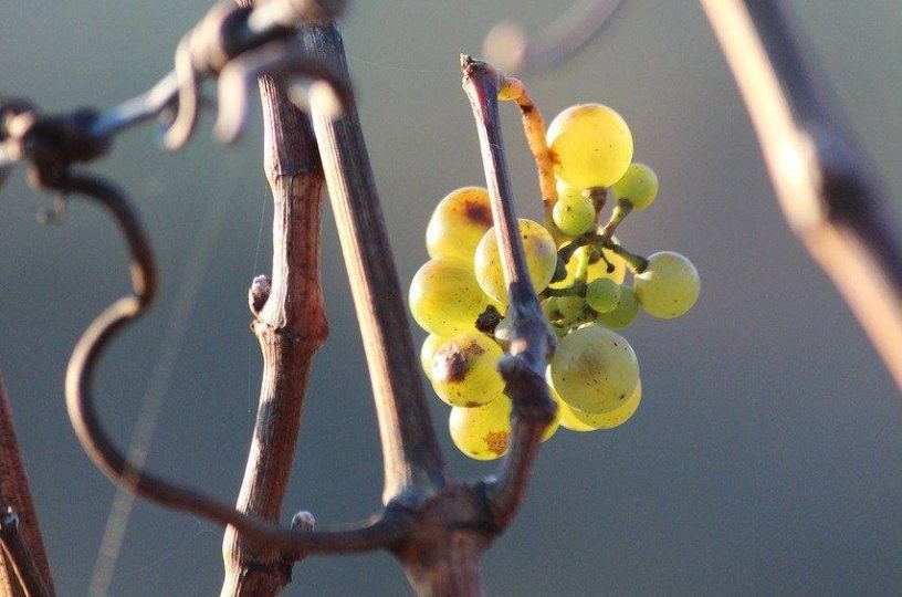 Eiswein an der Nahe