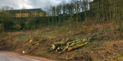 Birkenfeld: Baumfällarbeiten in der Nordtorstraße