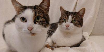 Körbchen gesucht: Katzen Kiwi und Pips