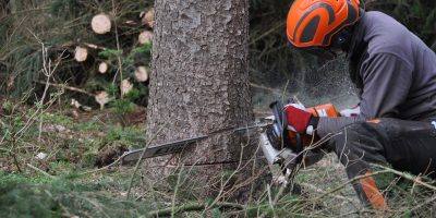 Mainz-Bingen: Baumfällarbeiten wegen Schäden und Überalterung