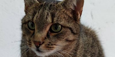 Körbchen gesucht: Katzen Trudi, Traudel und Trine
