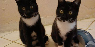Körbchen gesucht: Katzen Lolita, Muchacho und Gringo