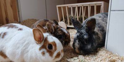 Körbchen gesucht: Kaninchen Maria, Josef und Pulmonaut