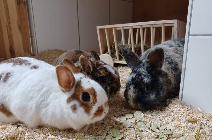 Kaninchen Maria, Josef und Pulmonaut