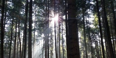 Bad Kreuznach: Baumpflanzaktion zum Tag des Waldes
