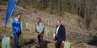 Birkenfeld: Baumpflanzaktion nach Borkenkäferbefall