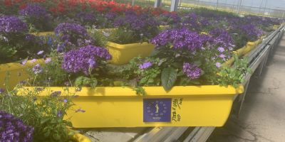 Bad Kreuznach: Blaue Blumen zur Unterstützung von Ukraine