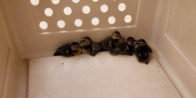 Bad Kreuznach: Entenfamilie von Dach gerettet