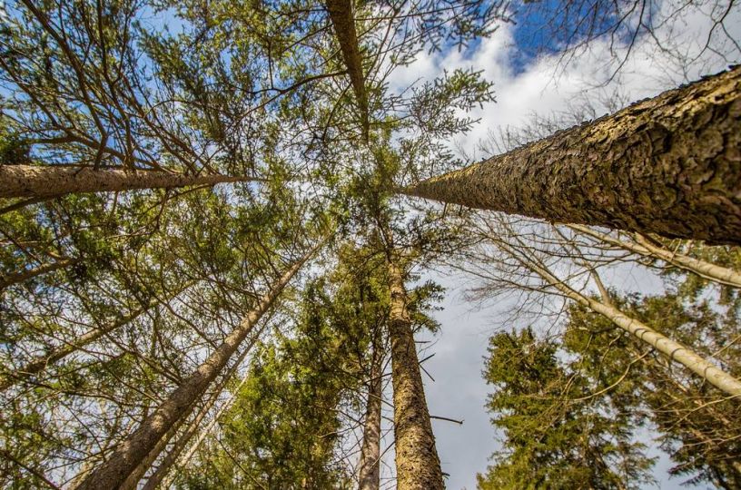 4.000 neue Bäume für Bingen