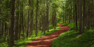 Bad Kreuznach: Instandsetzung im Langenlonsheimer Wald