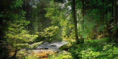 Forest Bach Flow Racing Landscape  - fietzfotos / Pixabay