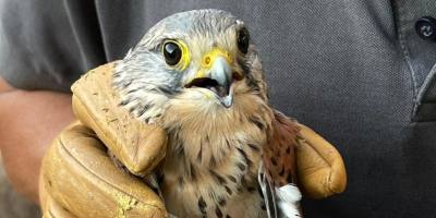 Bad Kreuznach: Verletzte Greifvögel gerettet