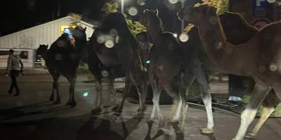 Bad Kreuznach: Kamele in Bretzenheim ausgebüxt