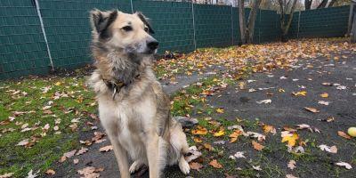 Körbchen gesucht: Mischlingshund Vio