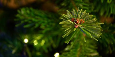 Bad Kreuznach: Bauhof holt ab Samstag Weihnachtsbäume ab