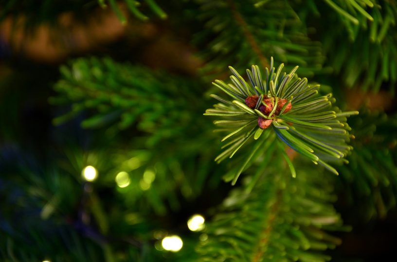Bauhof holt ab Samstag Weihnachtsbäume ab