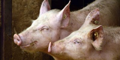 Mainz-Bingen: Schweine ausgebüxt