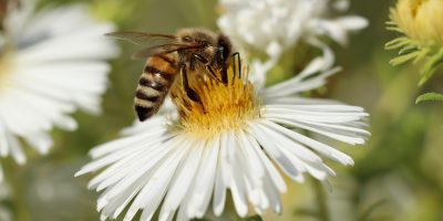 Bad Kreuznach: Bienenfutterautomat startet Saison