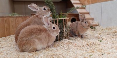 Körbchen gesucht: Kaninchen Dave, Dany und Donatella