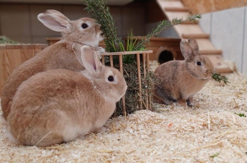 Kaninchen Dave, Dany und Donatella