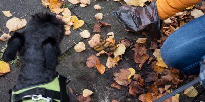 Birkenfeld: Verschmutzungen durch Hundekot
