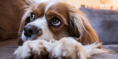 Birkenfeld: Hunde jetzt online anmelden