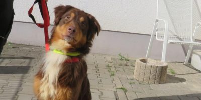 Körbchen gesucht: Hund Henry