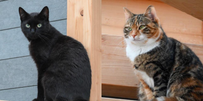 Körbchen gesucht: Katzen Billy und Amica