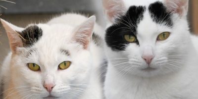 Körbchen gesucht: Katzen Curly und Camille