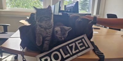 Bad Kreuznach: Katzen bei Stromberg ausgesetzt