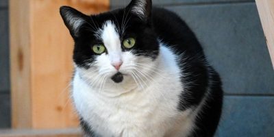 Körbchen gesucht: Katzen Kara und Lolita