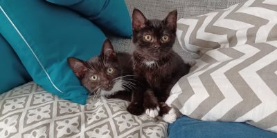 Körbchen gesucht: Katzenbabies Whoopy und Lore