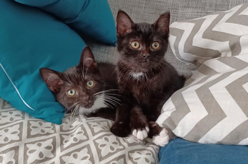 Katzenbabies Whoopy und Lore