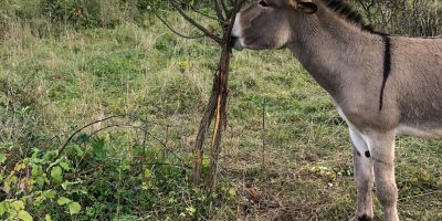 Mainz-Bingen: Esel auf Dromersheimer Hörnchen