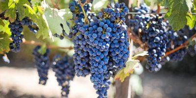 Mainz-Bingen: Traubenernte- und Weinerzeugungsmeldungen