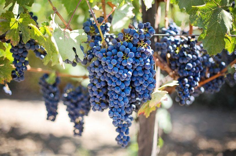 Traubenernte- und Weinerzeugungsmeldungen