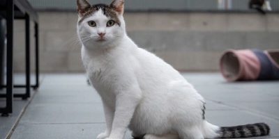 Körbchen gesucht: Katze Agostini