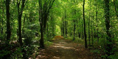 forest, trees, forest path