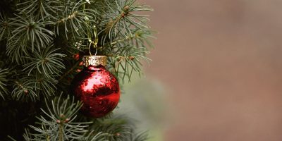 Birkenfeld: Weihnachtsbäume werden abgeholt