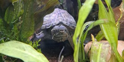 Körbchen gesucht: Schildkröten
